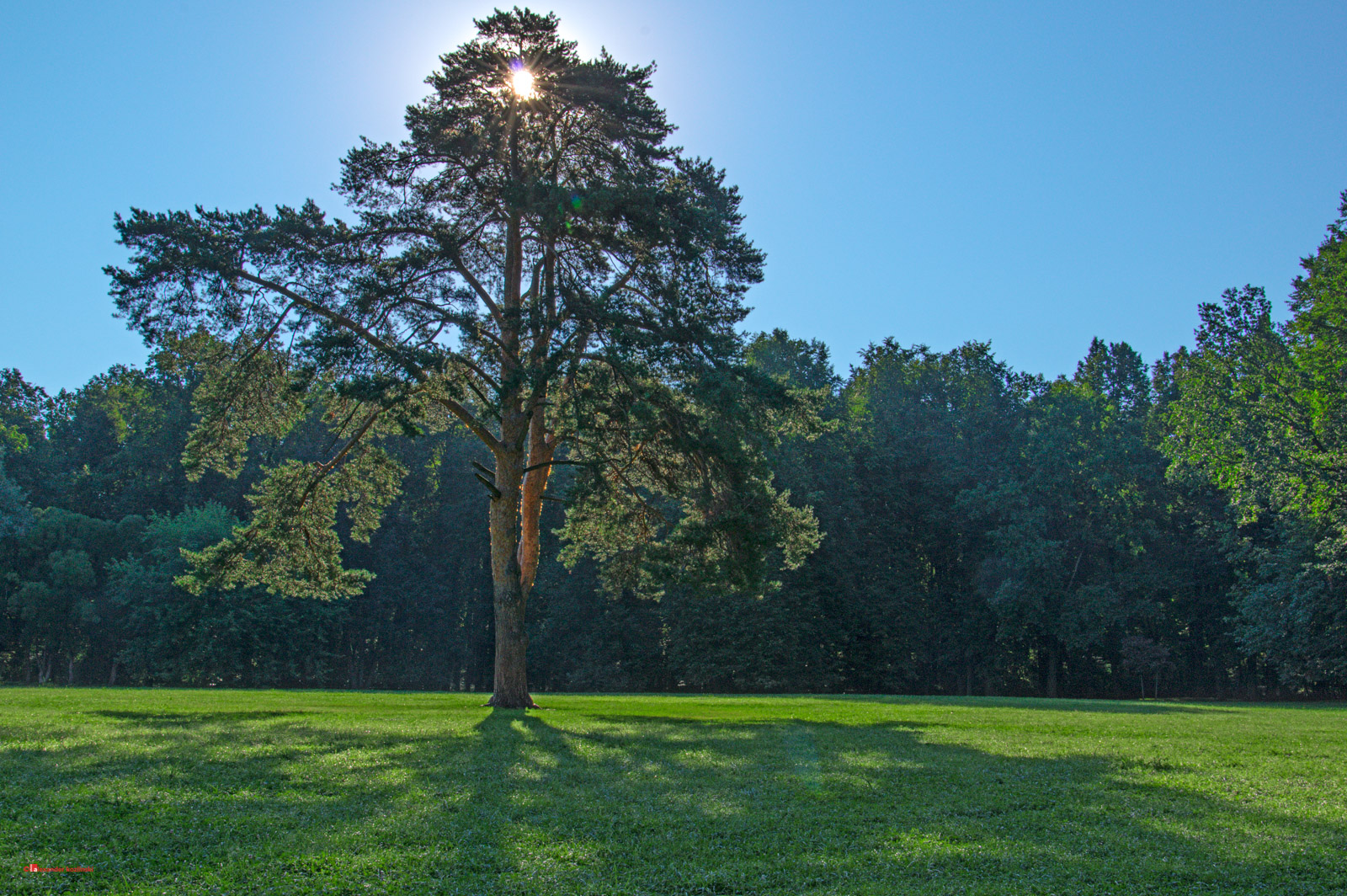 Одинокое дерево на лужайке парка Ц