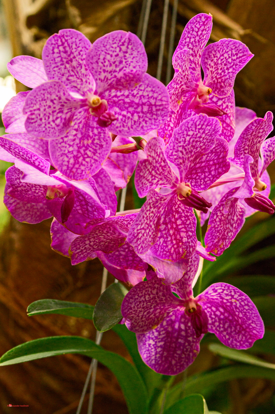 Орхидеи Ванда