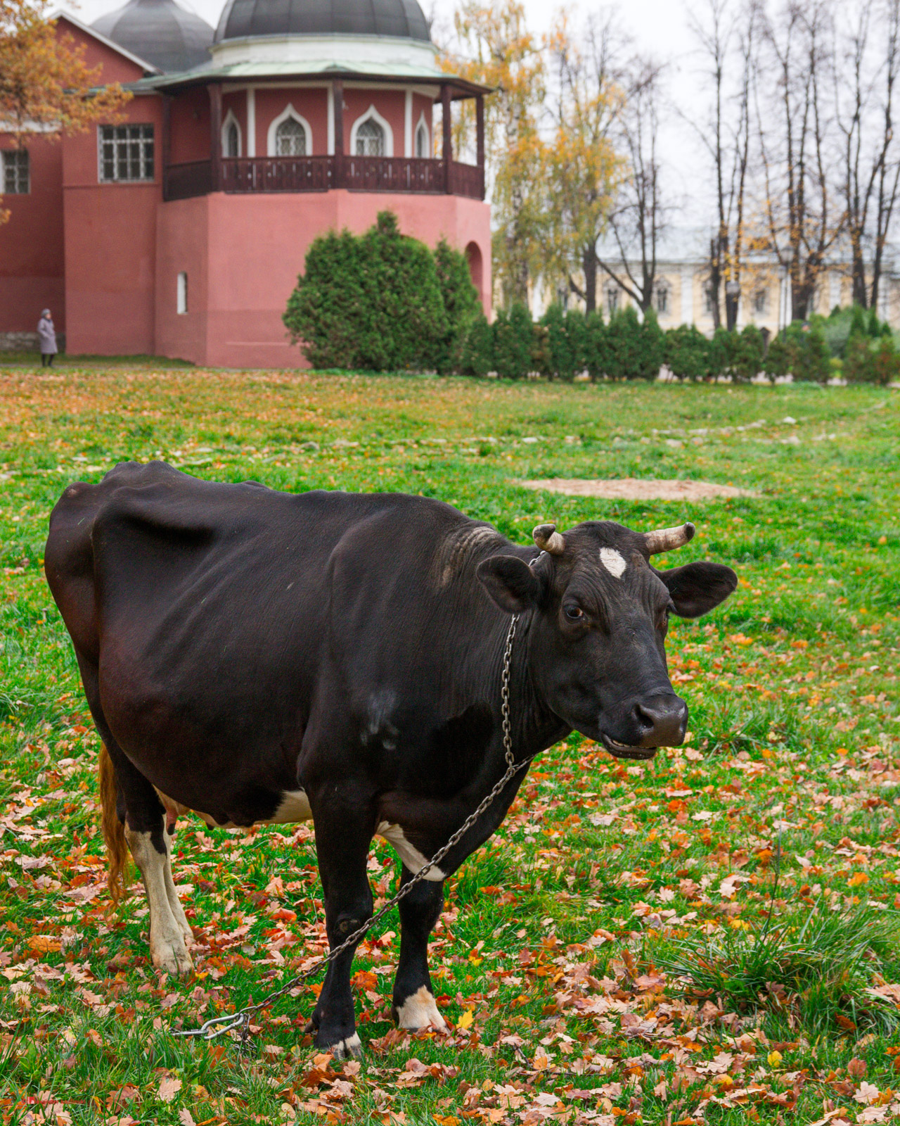 На монастырском лугу пасется коров