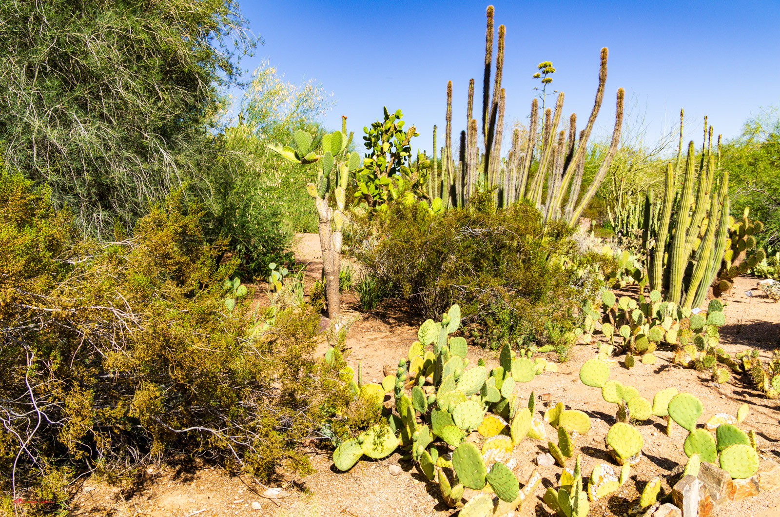 Desert Botanical Garden, Phoenix