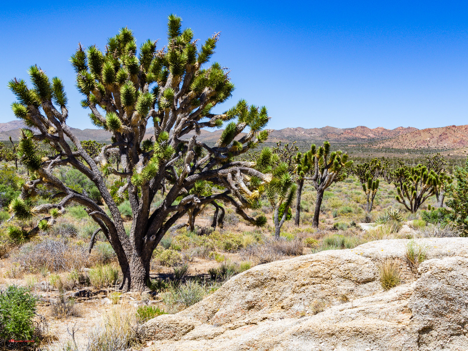 Mojave Desert, USA
