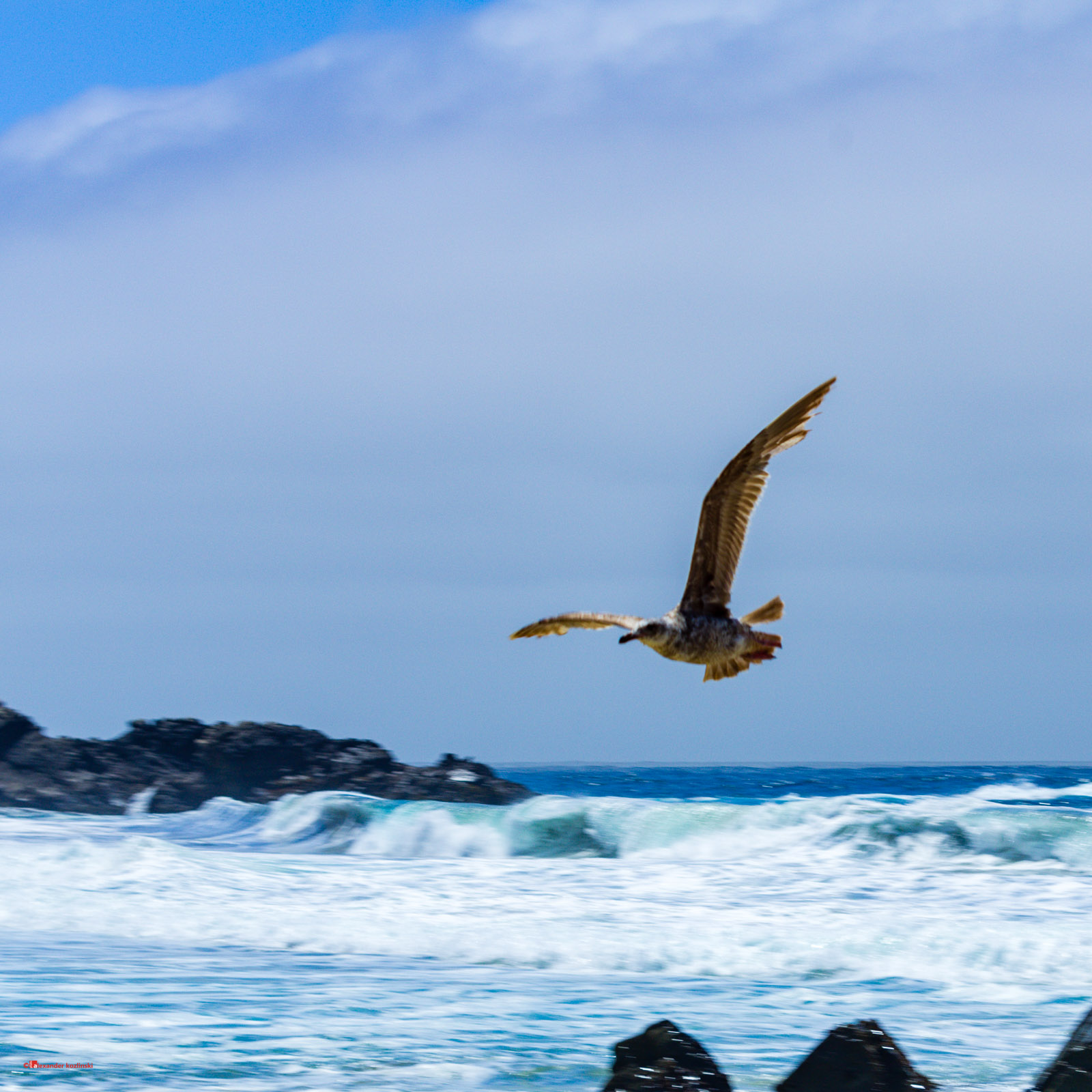 Seagull over the waves